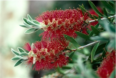 APII jpeg image of Callistemon comboynensis  © contact APII