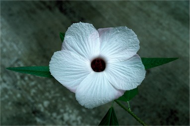 APII jpeg image of Hibiscus heterophyllus subsp. heterophyllus  © contact APII