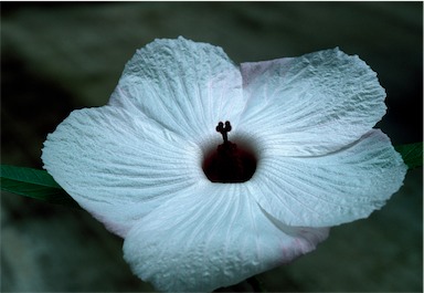 APII jpeg image of Hibiscus heterophyllus subsp. heterophyllus  © contact APII