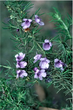 APII jpeg image of Prostanthera staurophylla  © contact APII