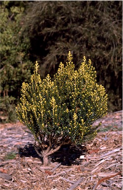 APII jpeg image of Ozothamnus ledifolius  © contact APII