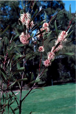 APII jpeg image of Hakea multilineata  © contact APII