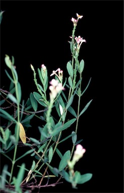 APII jpeg image of Pimelea spicata  © contact APII