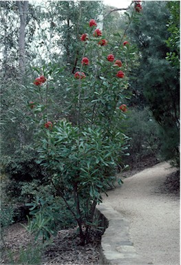 APII jpeg image of Telopea speciosissima  © contact APII