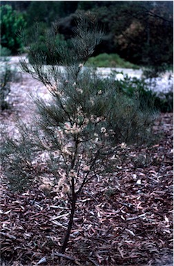 APII jpeg image of Hakea subsulcata  © contact APII