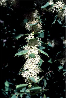 APII jpeg image of Hakea prostrata  © contact APII