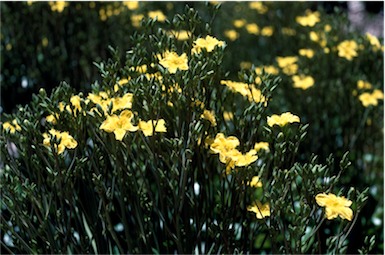 APII jpeg image of Villarsia reniformis  © contact APII