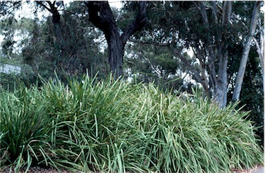 APII jpeg image of Lomandra longifolia  © contact APII