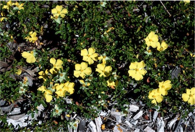 APII jpeg image of Hibbertia obtusifolia  © contact APII