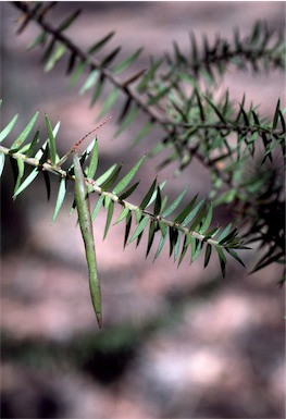 APII jpeg image of Acacia oxycedrus  © contact APII