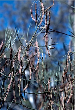 APII jpeg image of Acacia subulata  © contact APII