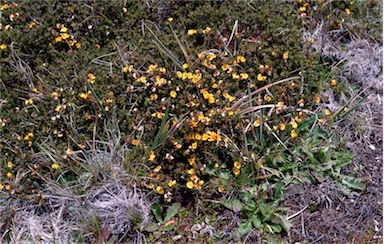 APII jpeg image of Pultenaea fascicularis  © contact APII