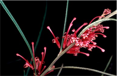 APII jpeg image of Grevillea dimorpha  © contact APII