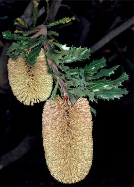 APII jpeg image of Banksia lemanniana  © contact APII