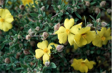 APII jpeg image of Hibbertia kaputarensis  © contact APII