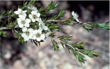 APII jpeg image of Leptospermum novae-angliae  © contact APII