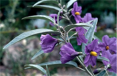 APII jpeg image of Solanum sturtianum  © contact APII