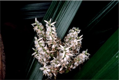 APII jpeg image of Helmholtzia acorifolia  © contact APII