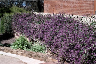 APII jpeg image of Hardenbergia violacea  © contact APII