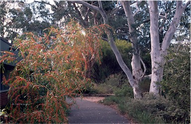 APII jpeg image of Acacia leprosa 'Scarlet Blaze'  © contact APII