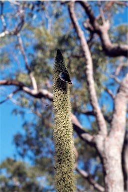 APII jpeg image of Xanthorrhoea johnsonii  © contact APII