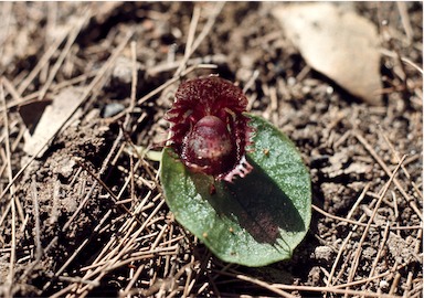 APII jpeg image of Corysanthes fimbriata  © contact APII