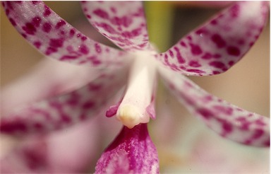 APII jpeg image of Dipodium ensifolium  © contact APII