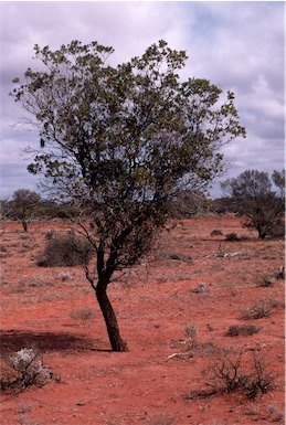 APII jpeg image of Eremophila duttonii  © contact APII