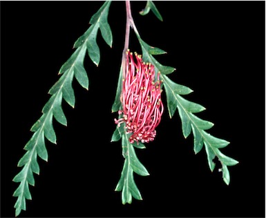 APII jpeg image of Grevillea 'Poorinda Ben'  © contact APII