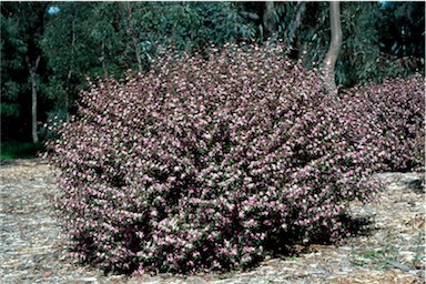 APII jpeg image of Boronia mollis 'Lorne Pride'  © contact APII