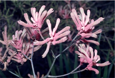 APII jpeg image of Anigozanthos 'Pink Joey'  © contact APII