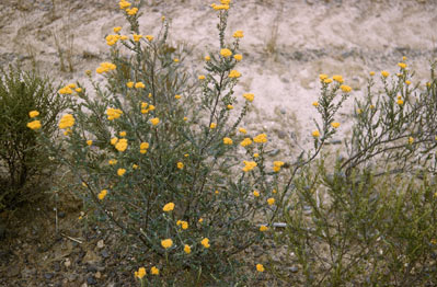 APII jpeg image of Ozothamnus obcordatus  © contact APII