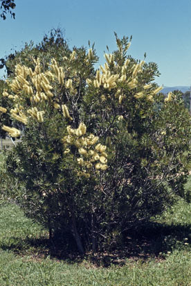 APII jpeg image of Callistemon viminalis  © contact APII