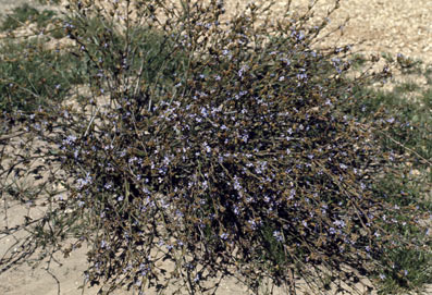 APII jpeg image of Dampiera stricta  © contact APII