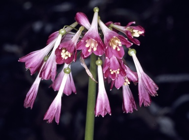 APII jpeg image of Calostemma purpureum  © contact APII