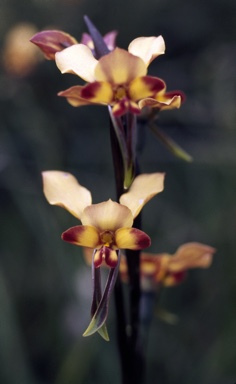 APII jpeg image of Diuris longifolia  © contact APII