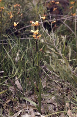 APII jpeg image of Diuris longifolia  © contact APII