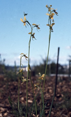 APII jpeg image of Diuris maculata  © contact APII