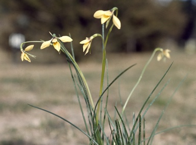 APII jpeg image of Diuris pedunculata,<br/>Diuris pedunculata  © contact APII