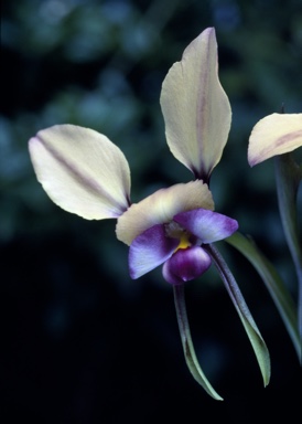 APII jpeg image of Diuris longifolia  © contact APII