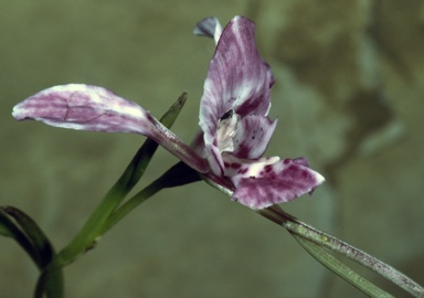 APII jpeg image of Diuris cuneata  © contact APII