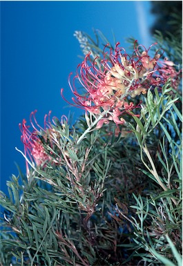 APII jpeg image of Grevillea 'Mason's Hybrid'  © contact APII