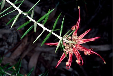 APII jpeg image of Grevillea 'Poorinda Adorning'  © contact APII