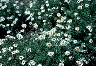 APII jpeg image of Rhodanthe anthemoides 'Chamomile Cascade'  © contact APII