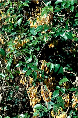 APII jpeg image of Pandorea pandorana 'Golden Showers'  © contact APII