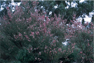 APII jpeg image of Leptospermum scoparium 'Lambethii'  © contact APII