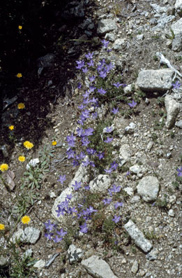 APII jpeg image of Wahlenbergia gloriosa  © contact APII