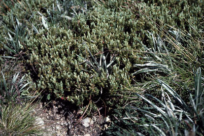 APII jpeg image of Acrothamnus montanus  © contact APII