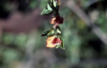 APII jpeg image of Podolobium procumbens  © contact APII