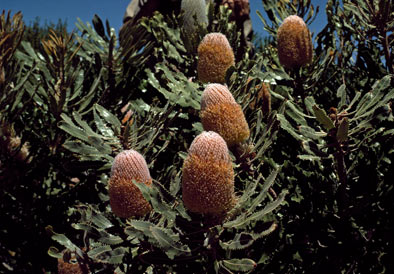 APII jpeg image of Banksia burdettii  © contact APII